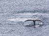 Antarctic whale tail