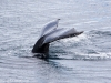 Antarctic whale tail