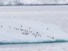 Penguins on iceberg, Antarctica