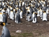 Falkland Islands, Volunteer Point, King Penguins