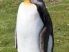 Falkland Islands, Volunteer Point, King Penguin
