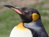 Falkland Islands, Volunteer Point, King Penguins