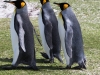 Falkland Islands, Volunteer Point, King Penguin,3