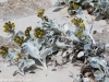 Falkland Islands, Volunteer Point, Sea flowers