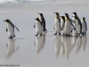 Falkland Islands, Volunteer Point, Penguins at the beach