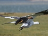 Falkland Islands, Volunteer Point, Uplands Goose