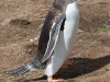 Falkland Islands, Volunteer Point, Gentoo Penguin