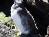 Magellan Penguin, Young