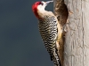 Cuba West Indian Woodpecker