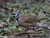 Cuba 2020 Blue Headed quail-dove
