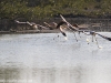 Cuba 2020 Flamingos taking flight