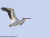 Cuba 2020 White Pelican
