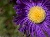 Purple flower, Bishkek