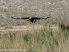 Golden Eagle landing, near Karakol, Kyrgyzstan