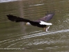 Eagle with Breakfast