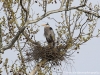 Great Blue Heron on nest