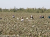 Picking Cotton, Bukhara, Uzbekistan