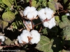Cotton, Bukhara, Uzbekistan