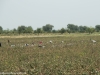 Cotton Picking on road from Samarkand to Tashkent
