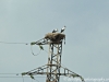 Storks somewhere between Samarkand and Tashkent